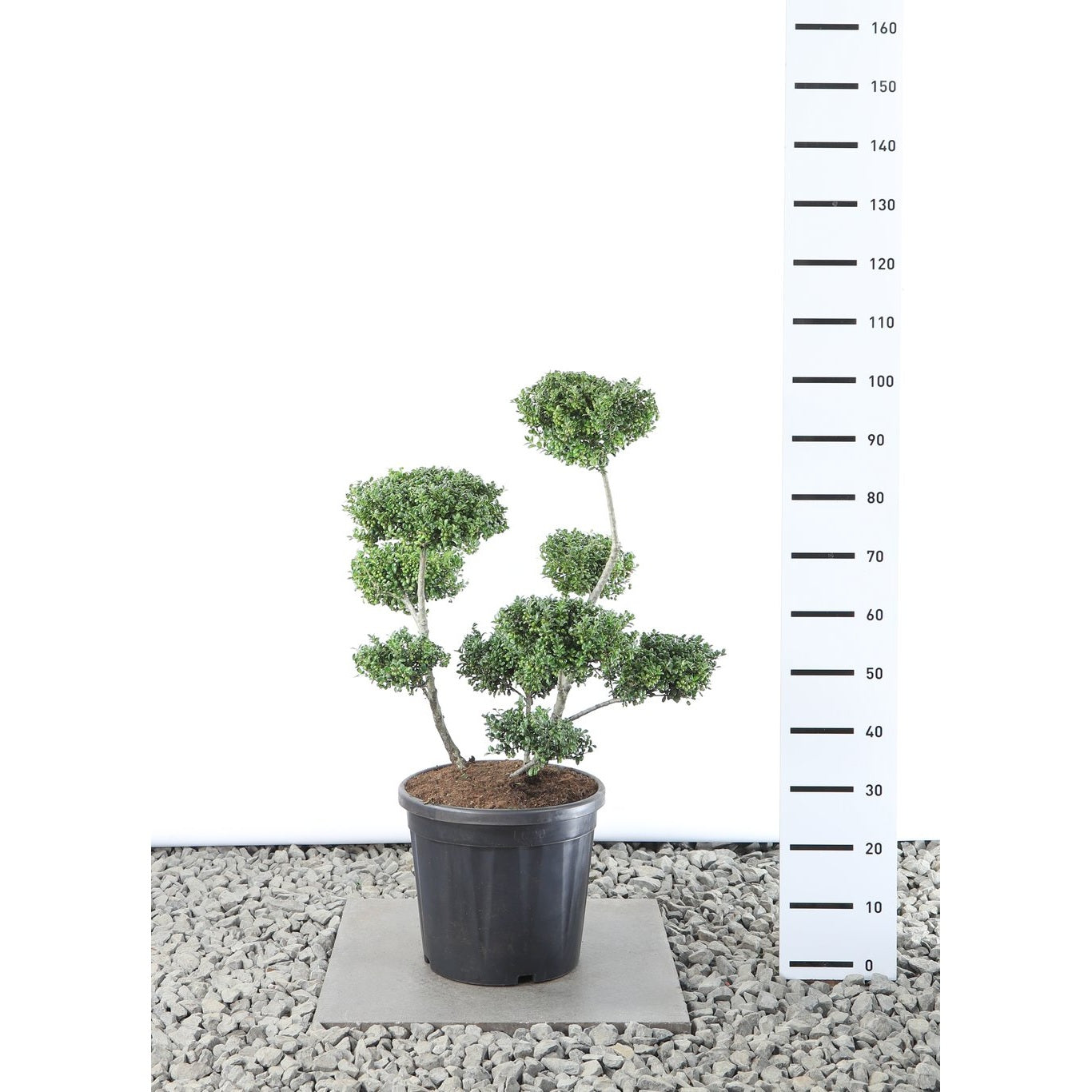 Japansk järnek – Ilex crenata 'Convexa' - 60-80 CM Multiplateau EXTRA in Cont.
